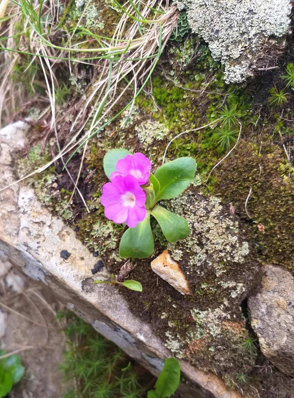 Primula apennina